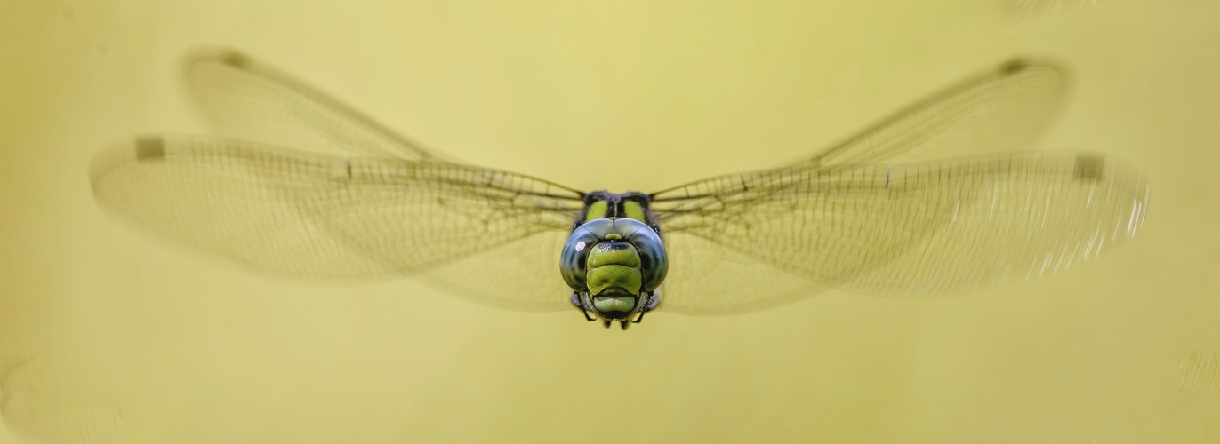 Erste fliegende Libelle 2020