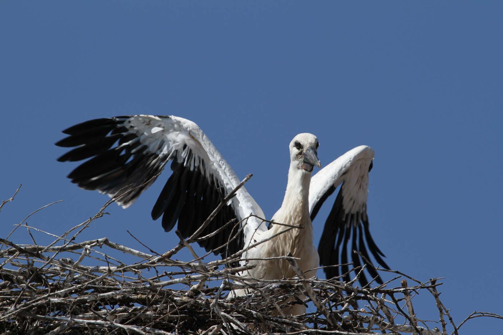 Erste Flugstunde 