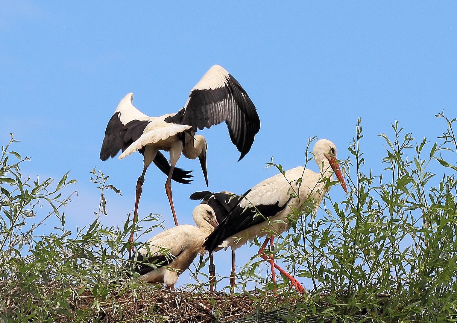 Erste Flugversuche