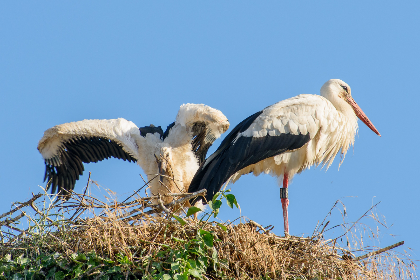 Erste Flugversuche