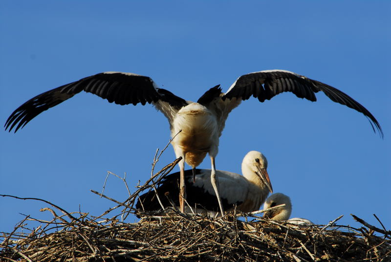 ..erste Flugversuche...