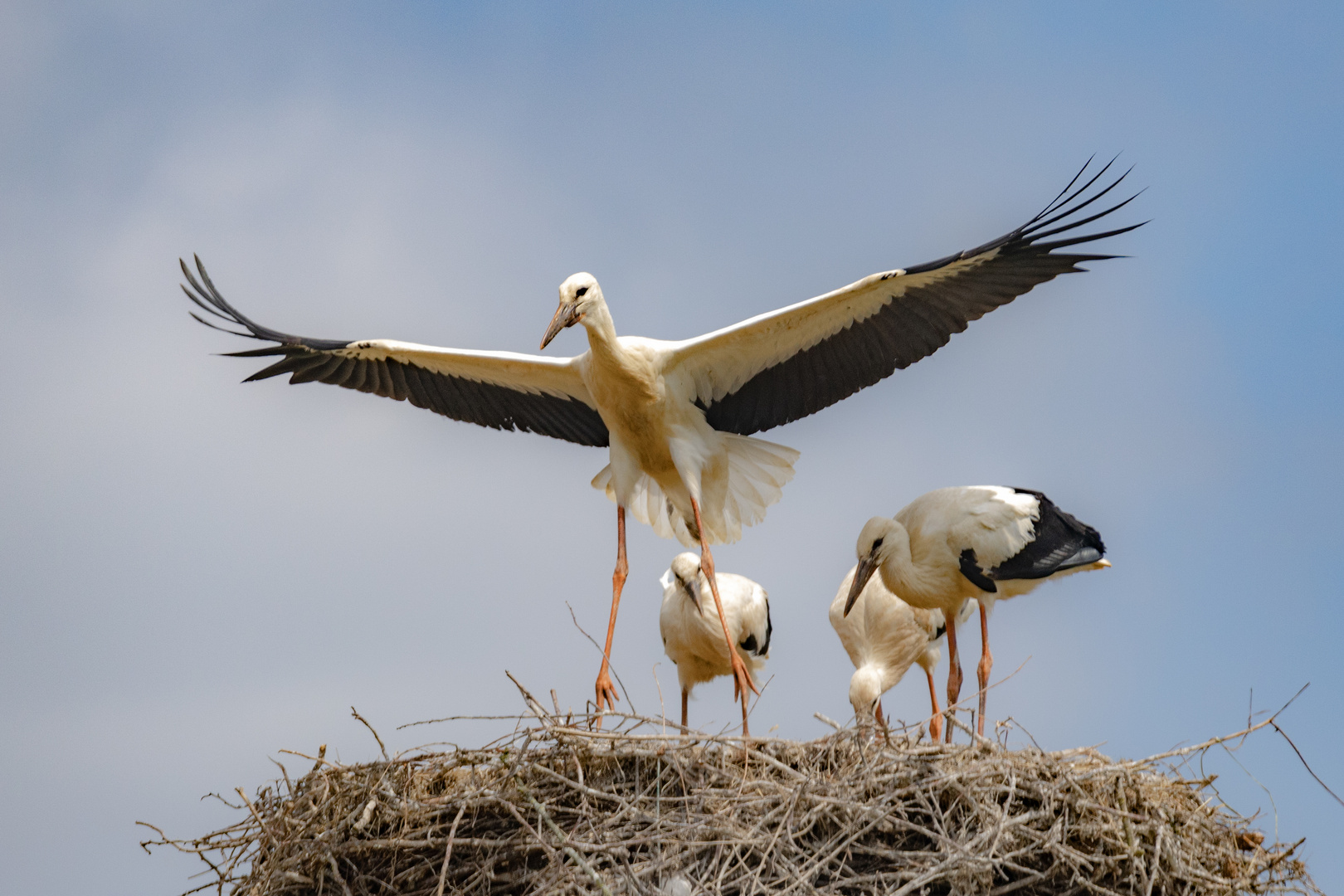 Erste Flugversuche