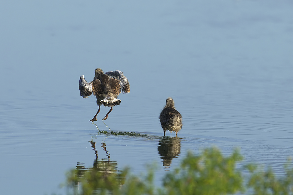 Erste Flugversuche ...