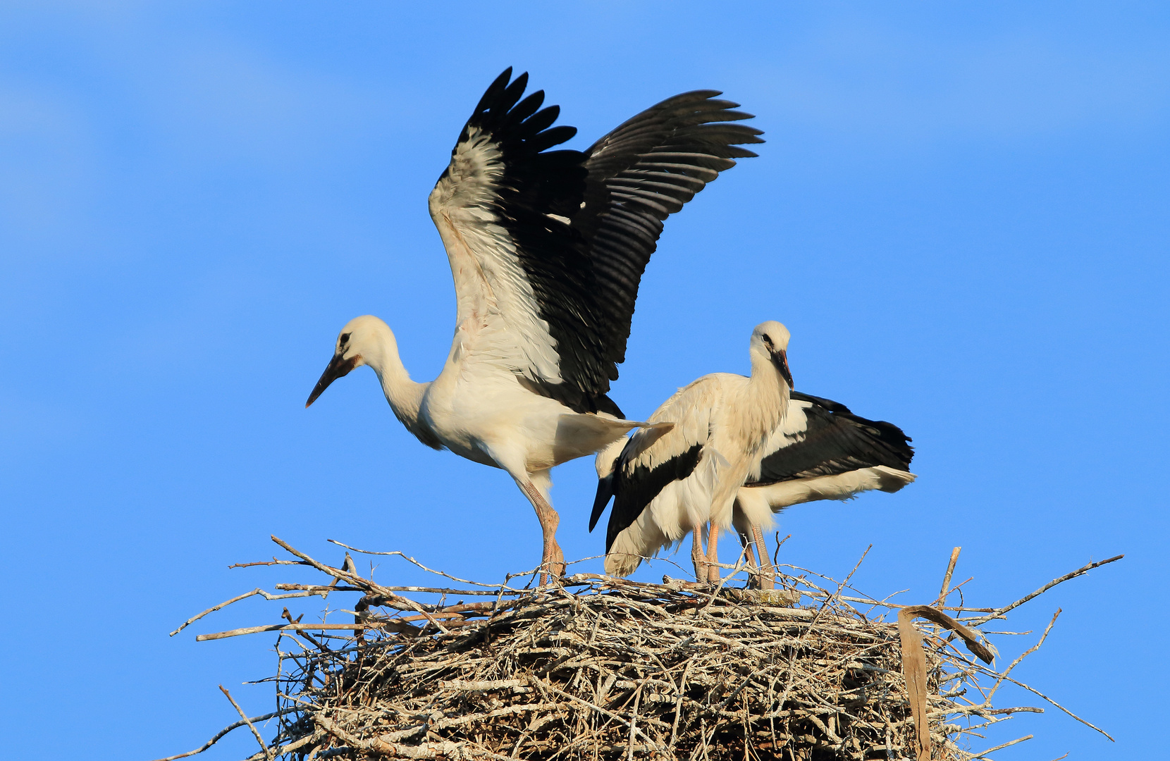 Erste Flugversuche