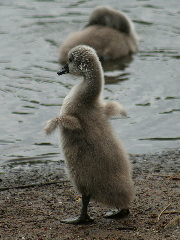 erste Flugversuche...