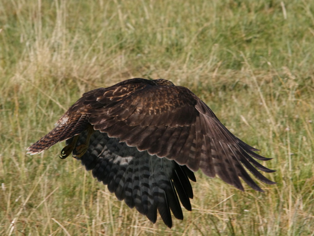 Erste Flugversuche