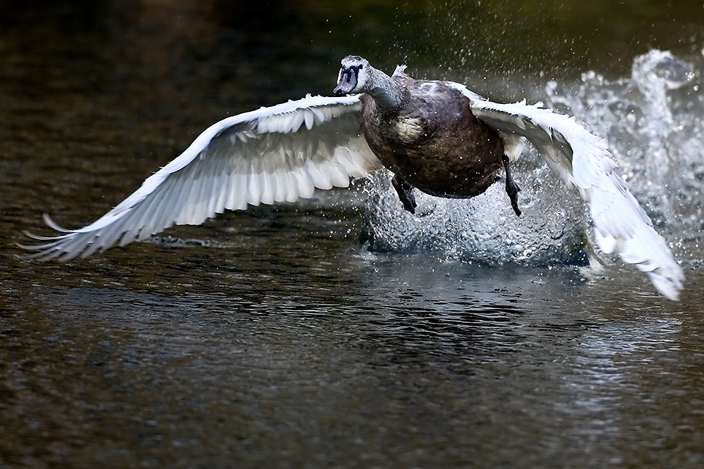 Erste Flugversuche