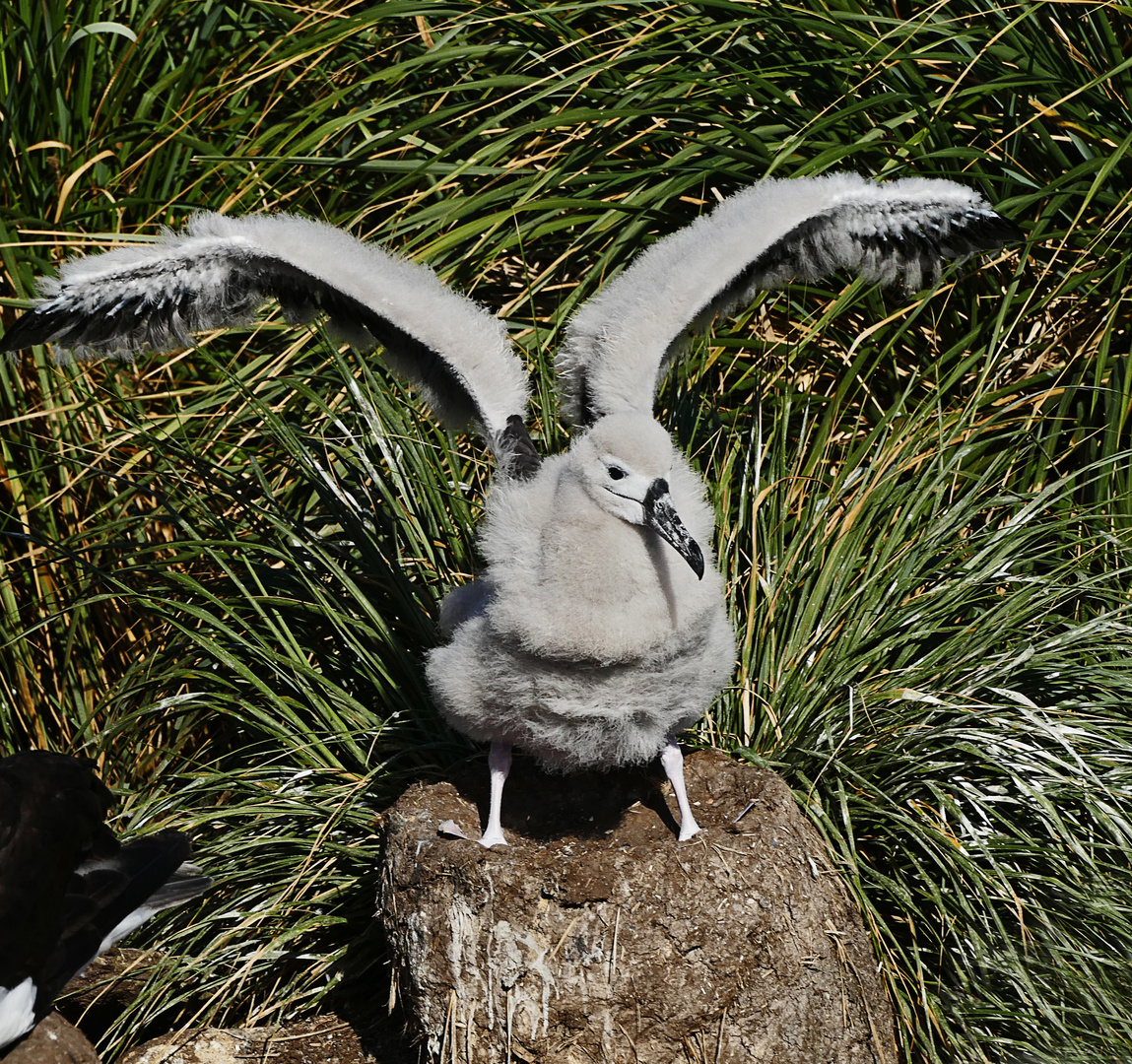 erste Flugversuche eines Albatrosküken