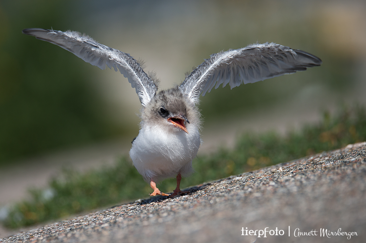 Erste Flugversuche