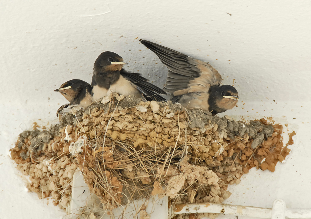 erste Flugversuche, in die Selbständigkeit