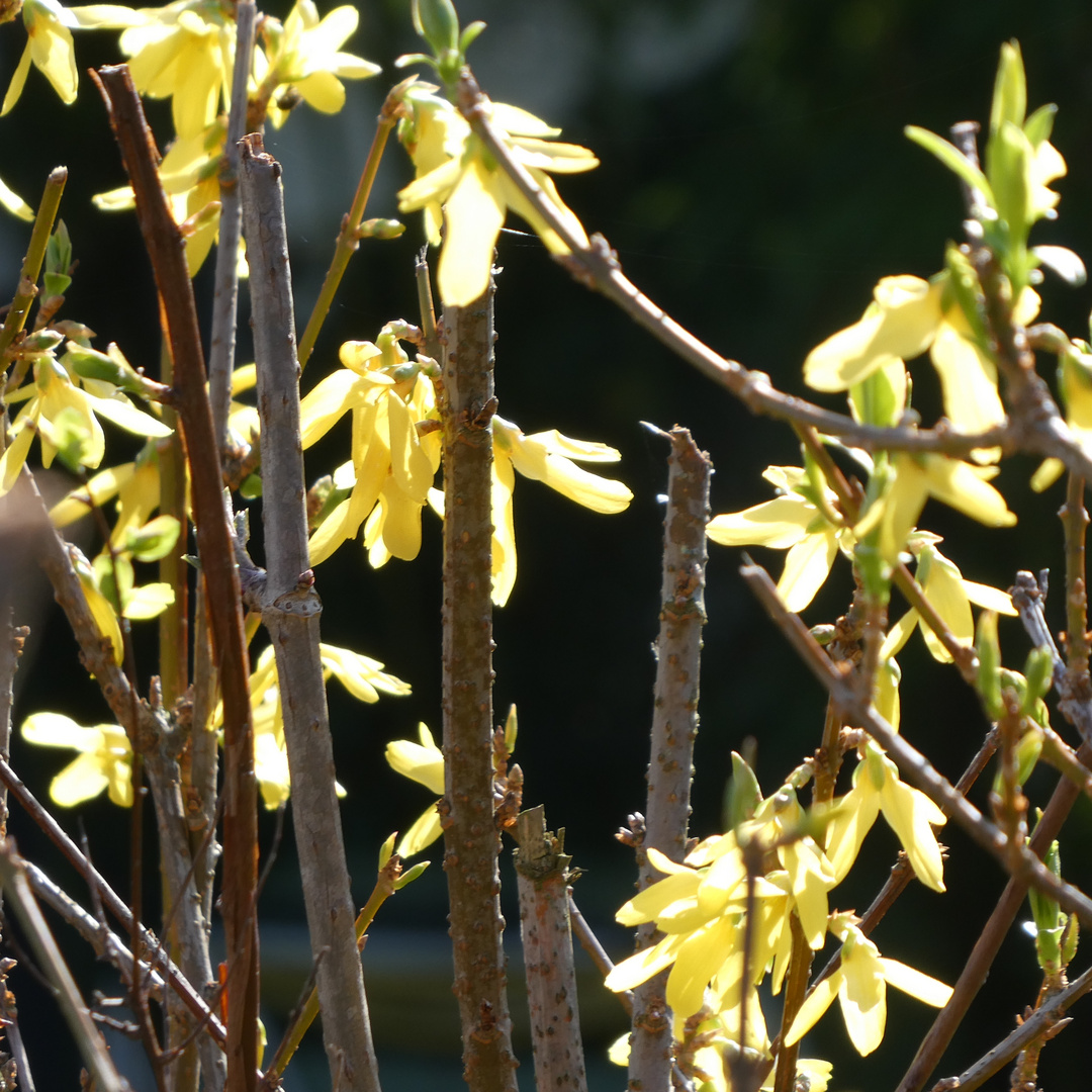 Erste Forsythienblüte