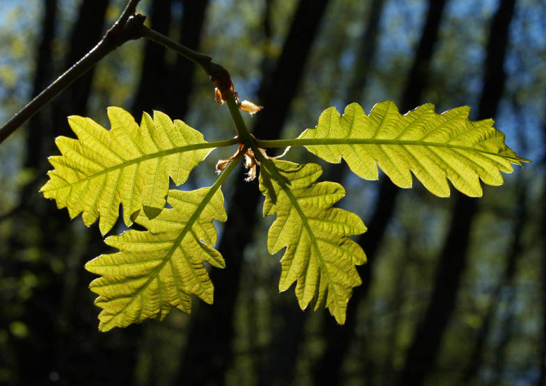 Erste frische Blätter