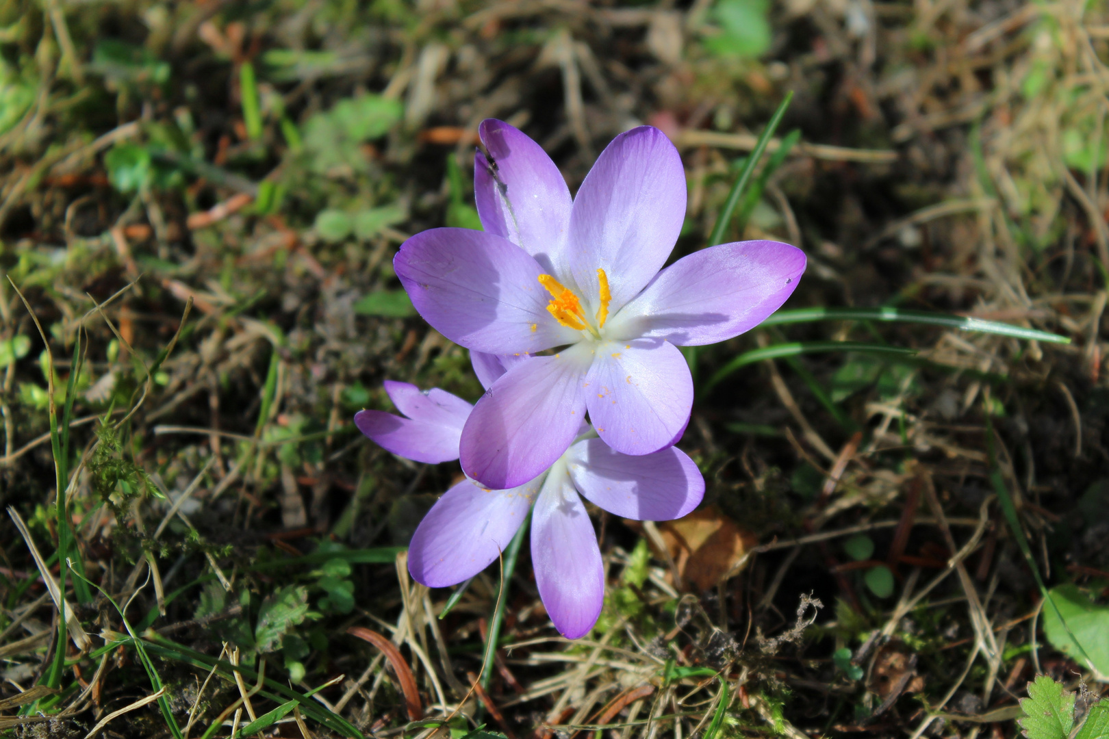 Erste Frühblüher