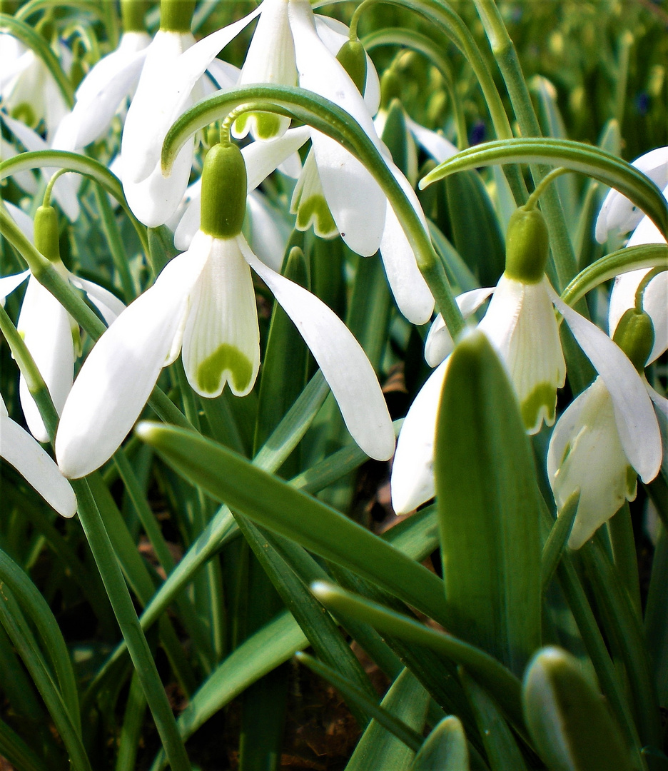 Erste Frühjahrsboten