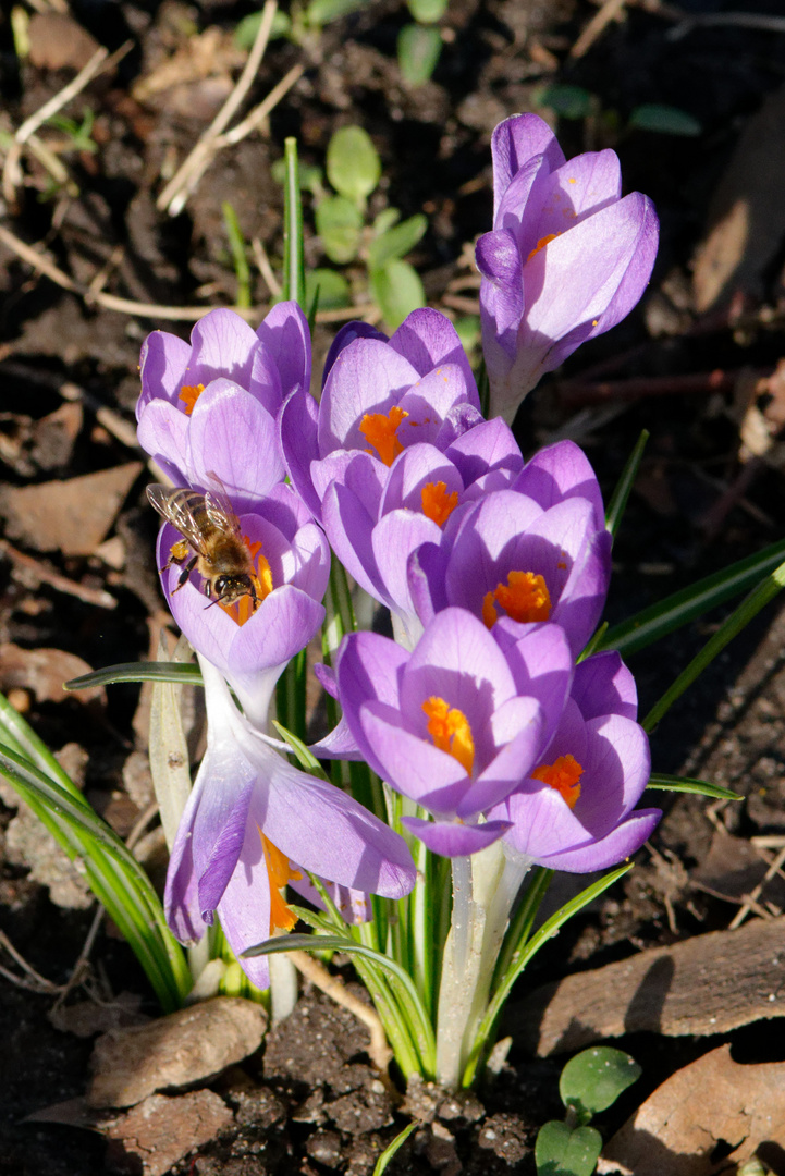 erste Frühling