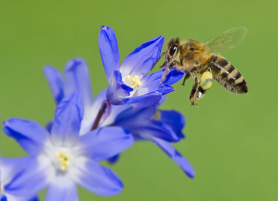 Erste Frühlings-Biene