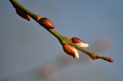 Erste Frühlingsanzeichen