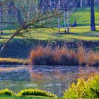 erste Frühlingsanzeichen im Rosensteinpark 