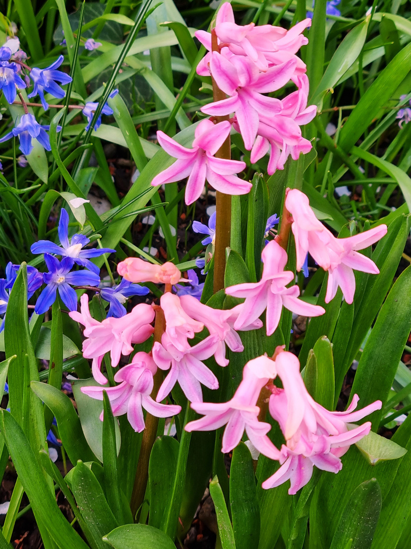 Erste Frühlingsblüher im Garten