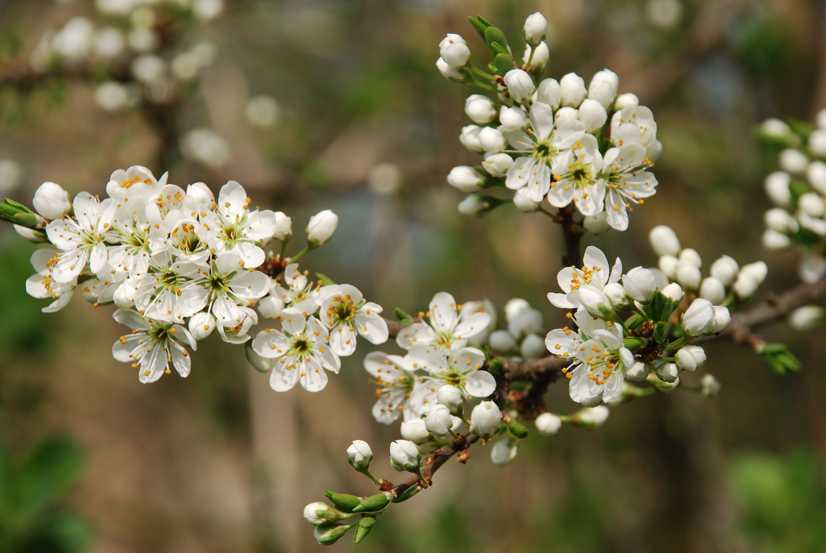 Erste Frühlingsblüte