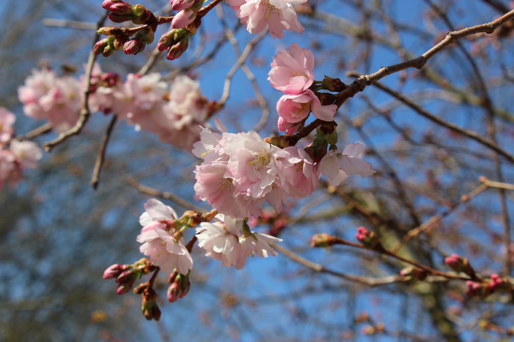 Erste Frühlingsblüten