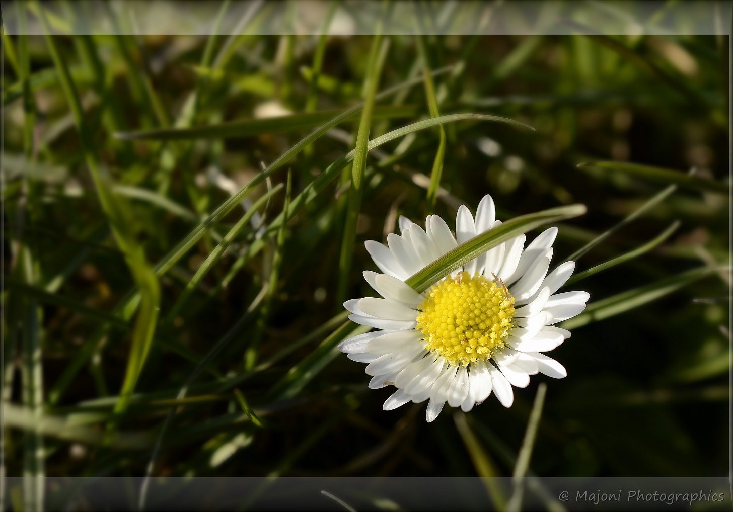 Erste Frühlingsblüten....