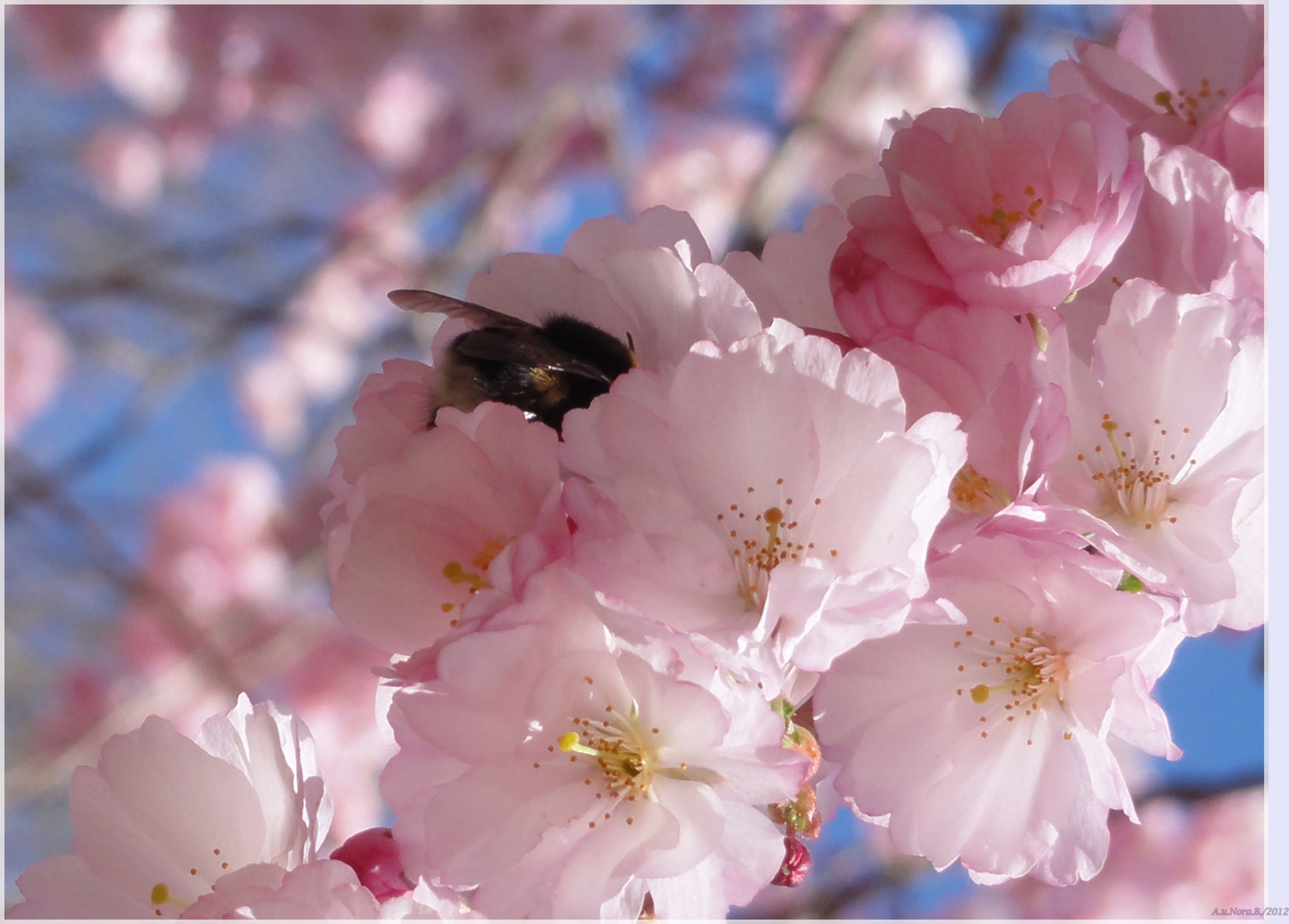 - erste Frühlingsblüten am Apfelbaum-