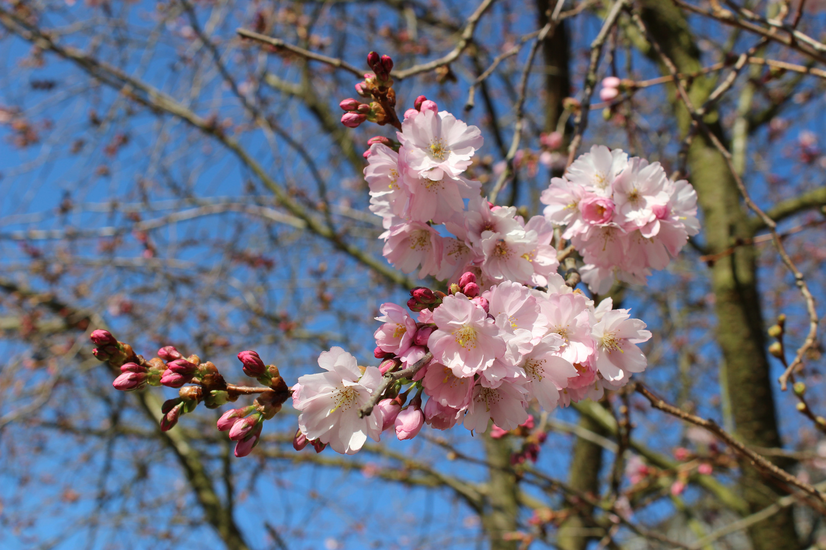 Erste Frühlingsblüten I