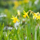 Erste Frühlingsblumen ... .