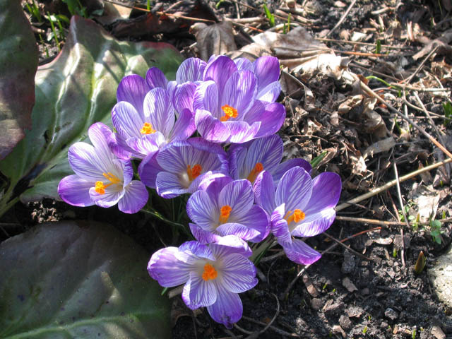 Erste Frühlingsblumen