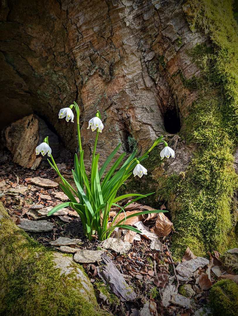 erste Frühlingsblumen im Wald