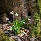 erste Frühlingsblumen im Wald