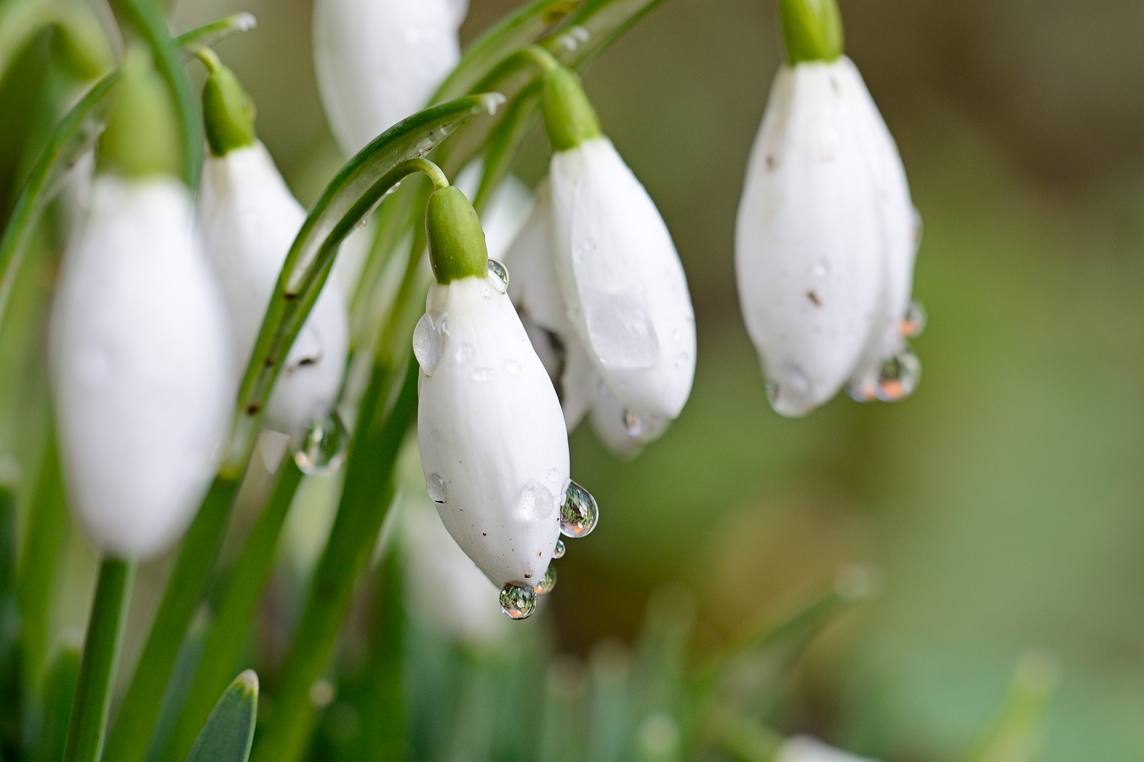 erste Frühlingsboten