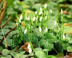 erste Frühlingsboten