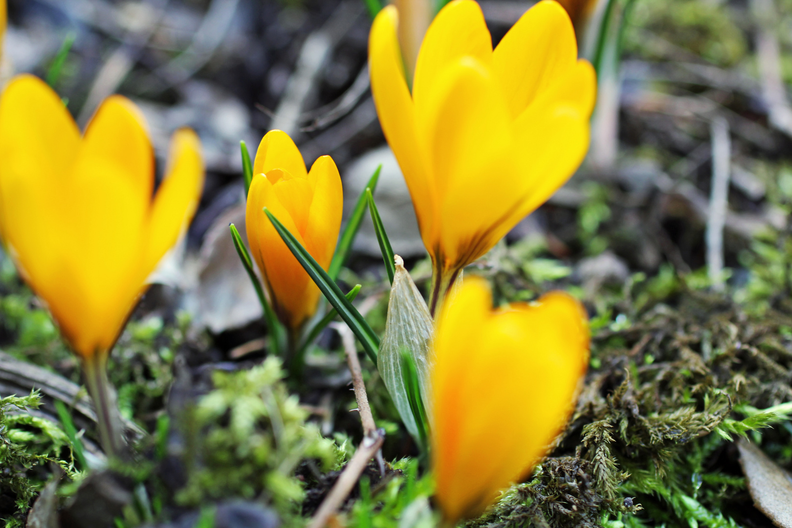 Erste Frühlingsboten