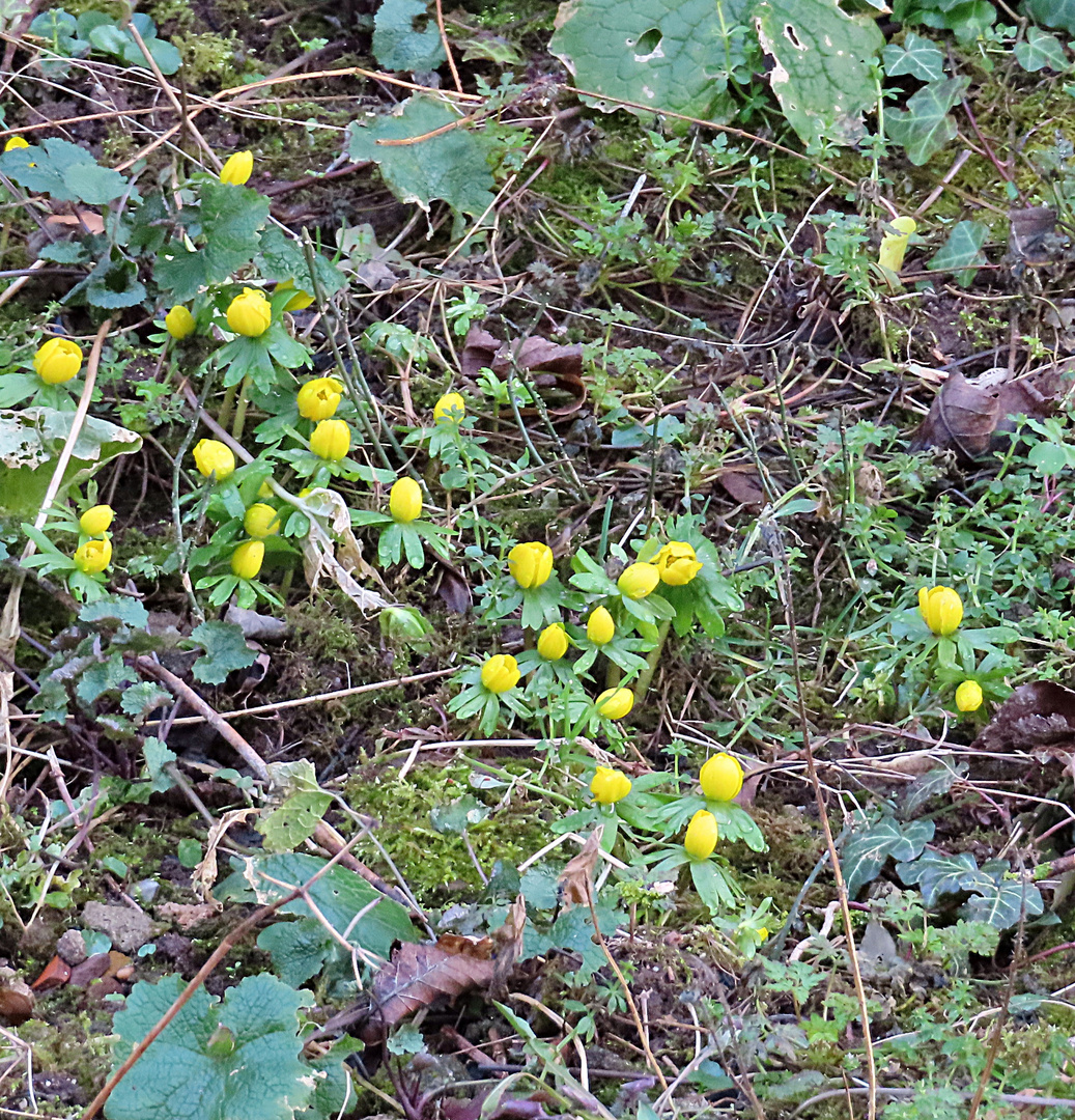 Erste Frühlingsboten 2