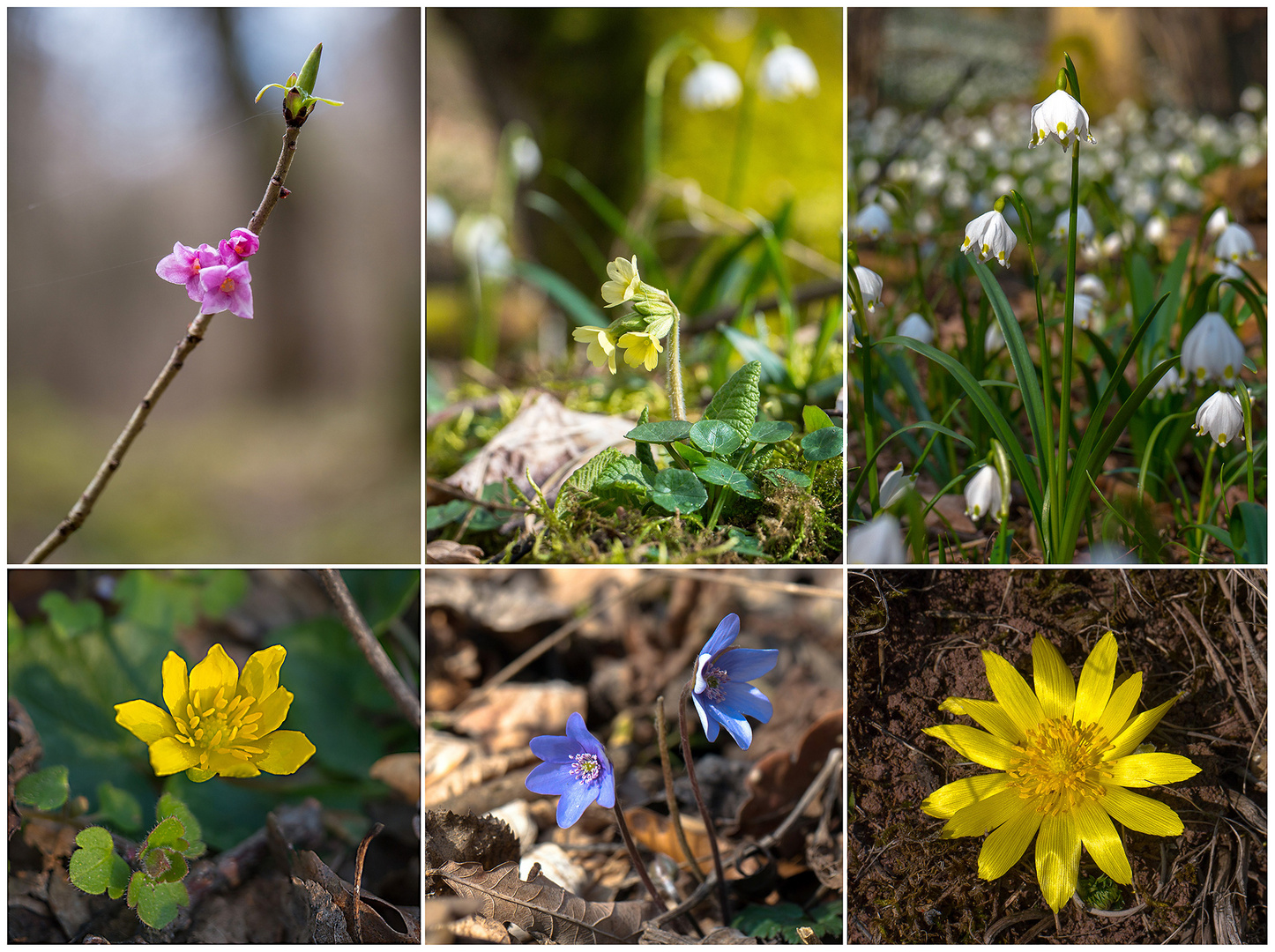 Erste Frühlingsboten 2016