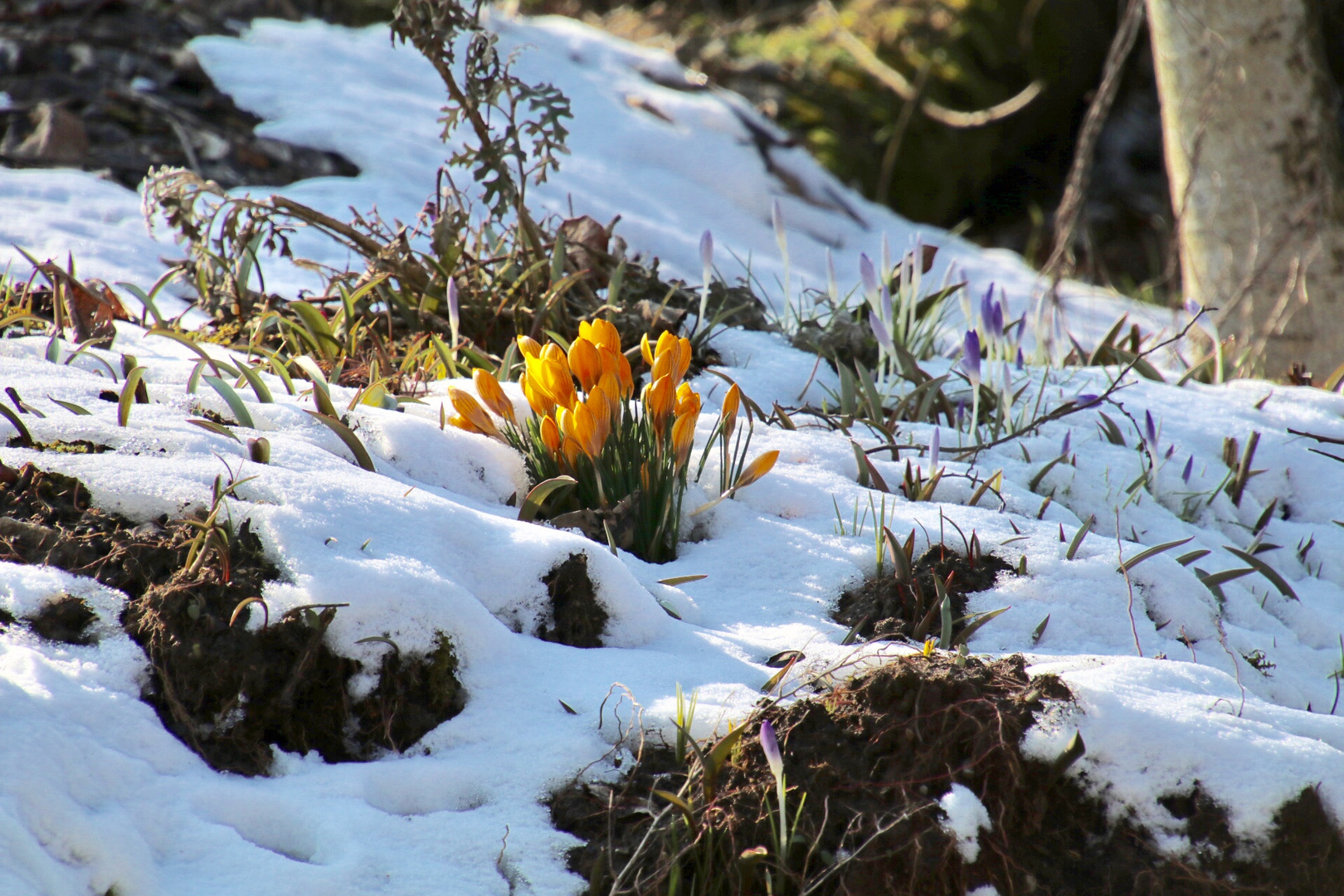 erste Frühlingsboten 