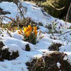 erste Frühlingsboten 