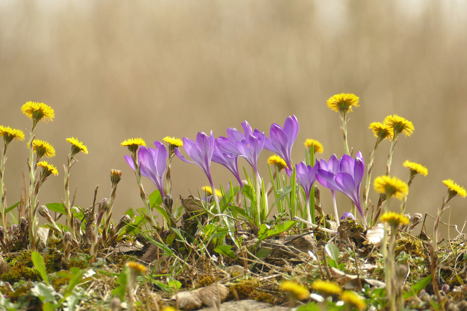 °°°° Erste Frühlingsboten °°°°