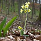 Erste Frühlingsboten