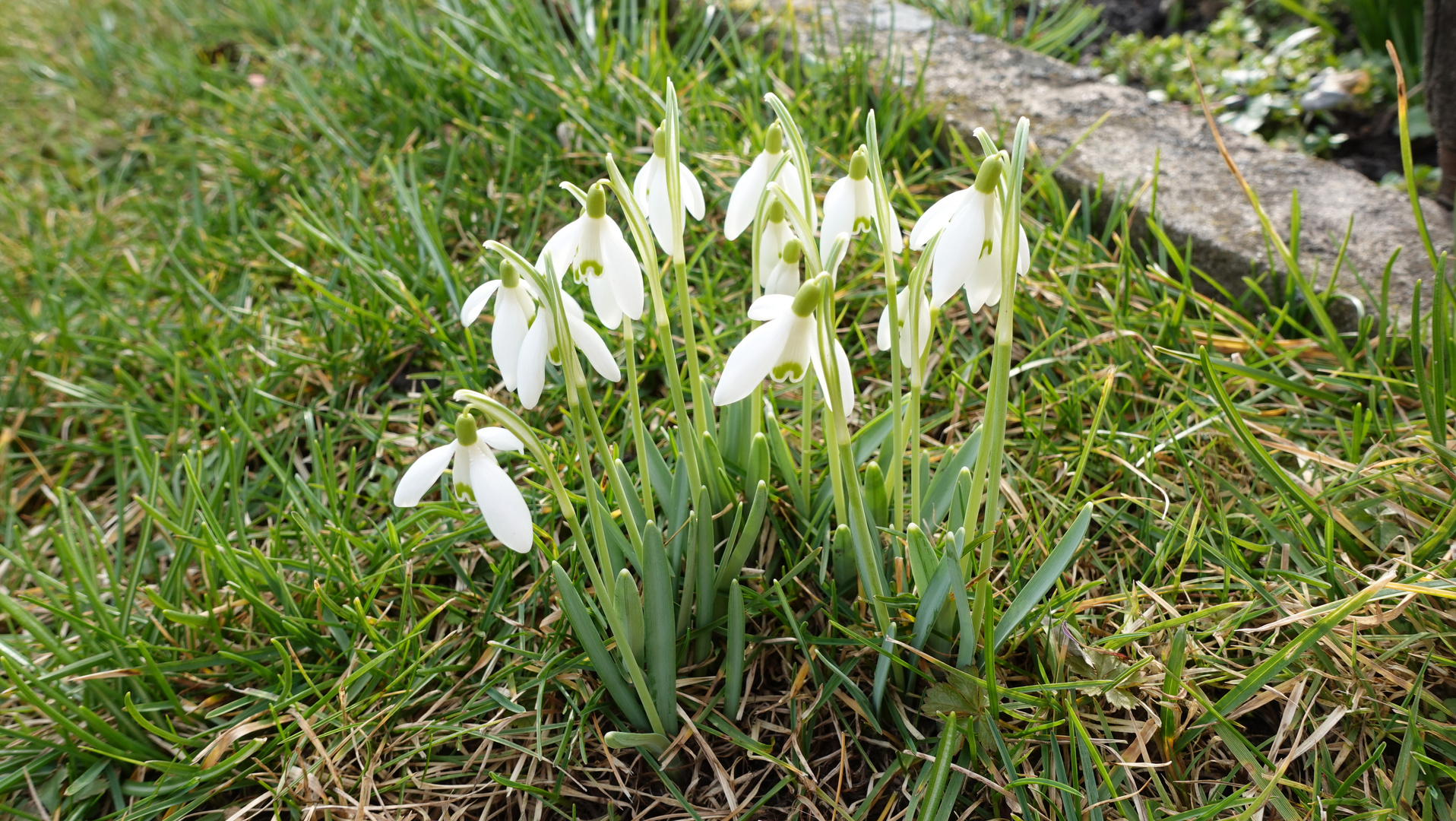 erste Frühlingsboten