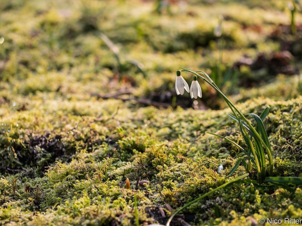 Erste Frühlingsboten