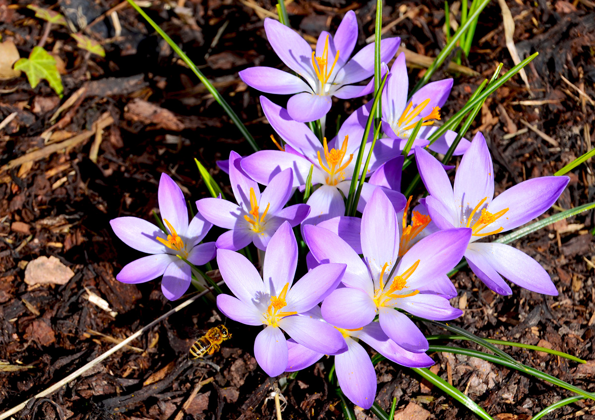 Erste Frühlingsboten