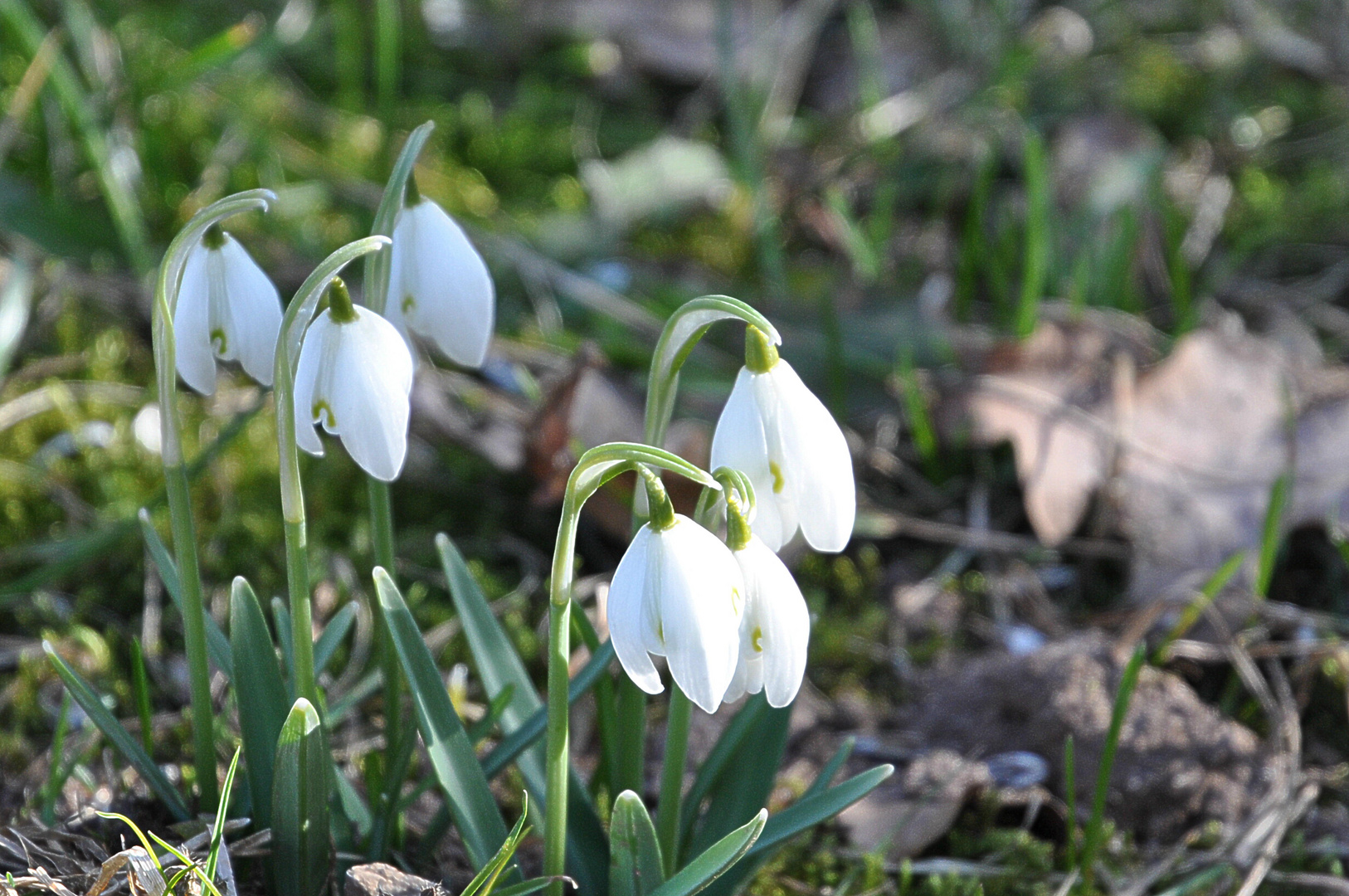 Erste Frühlingsboten