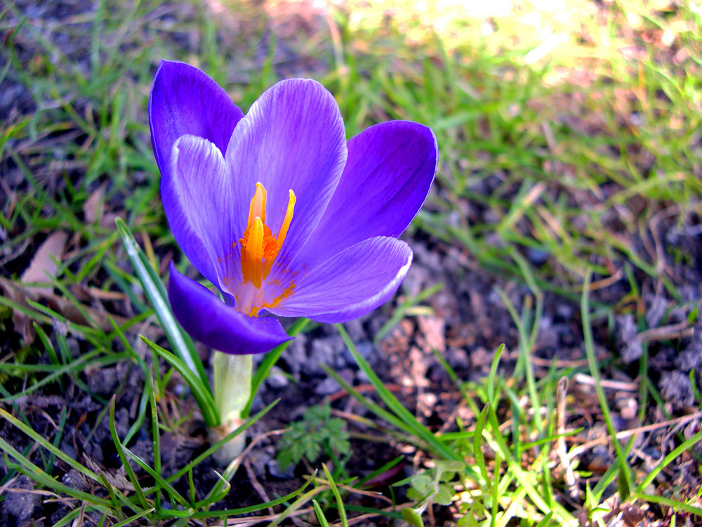 erste Frühlingsboten