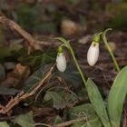 Erste Frühlingsboten