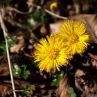 Erste Frühlingsboten am Wegesrand