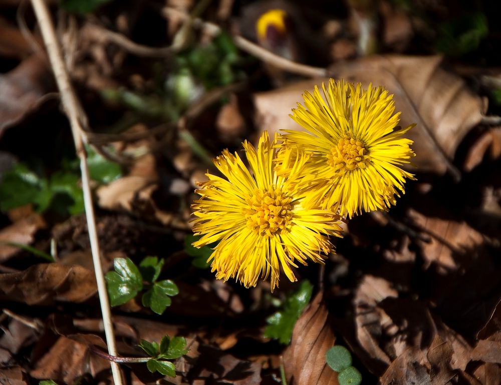 Erste Frühlingsboten am Wegesrand