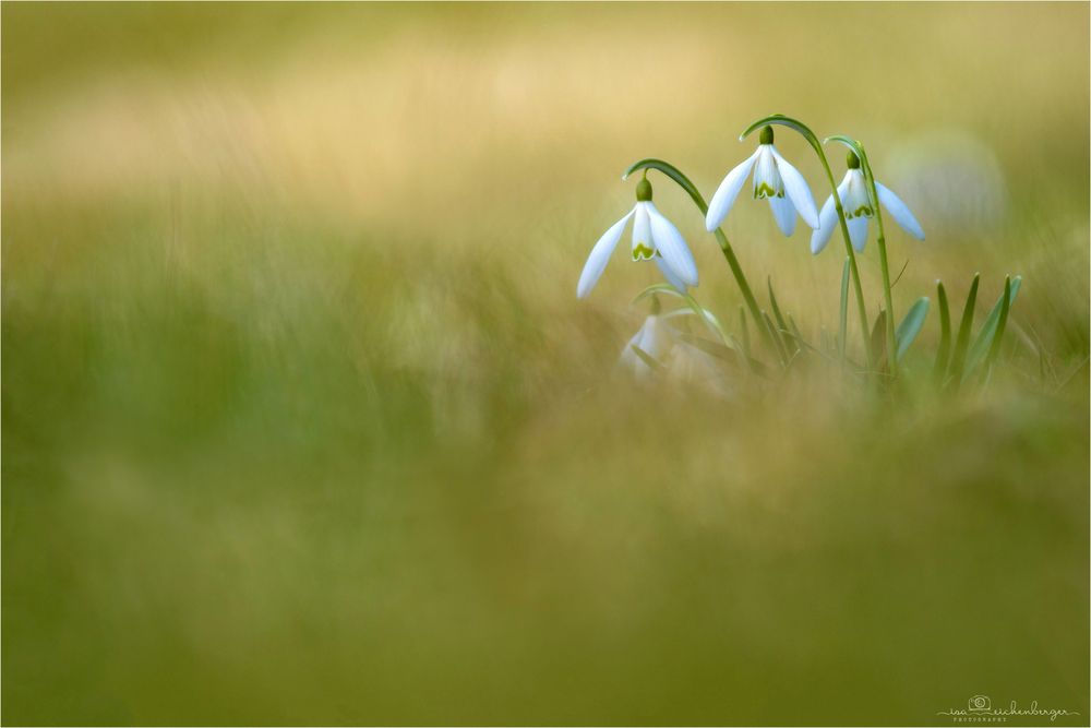 Erste Frühlingsboten